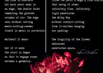 Red rose against black